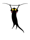 Cat Hanging On T-Shirt